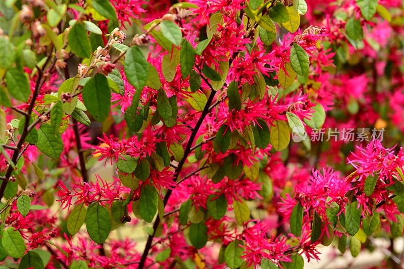 中国流苏花/檵木